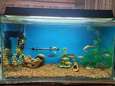 Продаю стеклянный аквариум б/у совсем содержимым на 150 лит. без