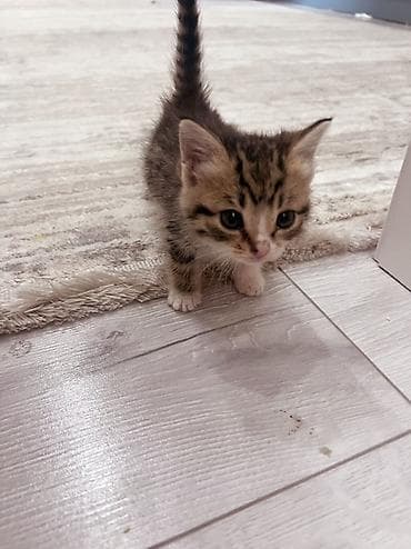 отдам даром котенка бишкек: Отдам даром в хорошие руки котёнка, самовывоз — 1
