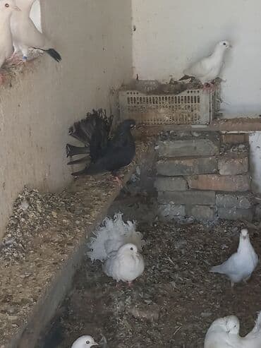 корм для форел: Декоративные голуби породы «павлиний голубь». - Окрас: редкие — 5