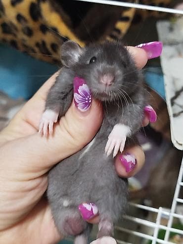 кошка рэгдолл цена: Привет друзья. в питомнике Rat haus Love родились новые детки — 9