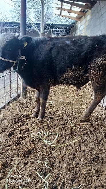 кой кана: Продаю | Музоо, торпок | Полукровка | На откорм — 1