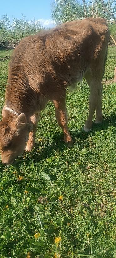 теленок кара балта: Продаю | Музоо, торпок | На откорм | Привязанные — 1
