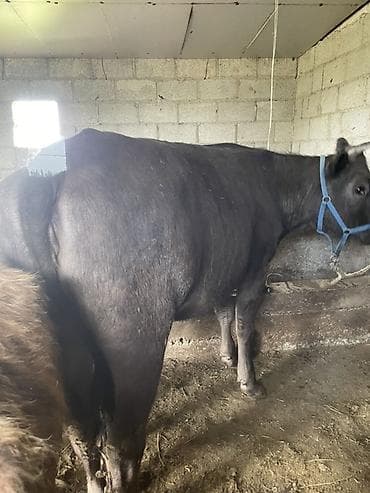 кошки на обувь: Продаю | Тёлка | Швицкая | На забой, Для молока — 1