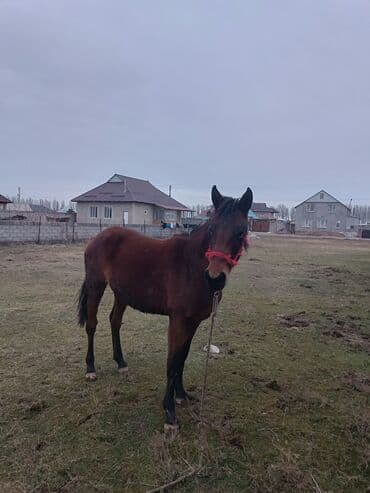 добрый корова: Продаю | Кобыла (самка) | Рабочий — 1