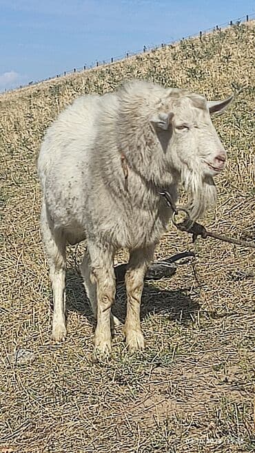 сухое молоко для животных: Продаю | Козёл (самец) | Зааненская | Для разведения | Племенные, Осеменитель — 1