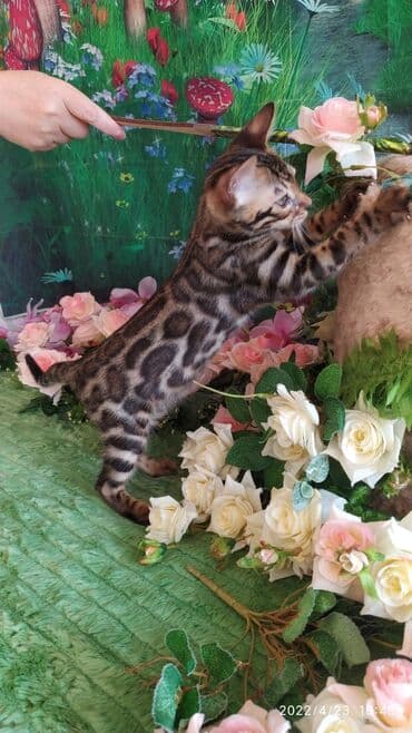 купить породистых котят: Привет друзья. красивейший новый помет бенгальских котят. сейчас нам — 15