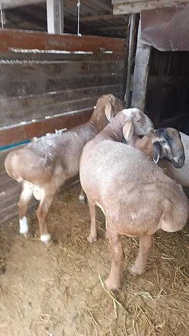 фазаны купить: Продаю | Баран (самец) | Арашан | На забой, Для разведения | Племенные, Осеменитель — 9