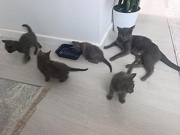 scottish fold: Котята серого окраса (Русская голубая) - Помёт из нескольких котят — 2