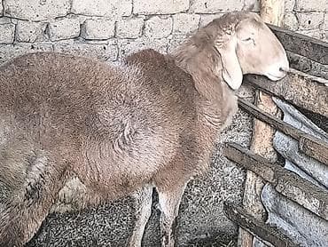 Продаю | Баран (самец) | Для разведения