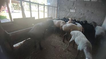 эшек жаныбар: Сатам | Козу, Кочкор (эркек) | Союуга, Көбөйтүү үчүн | Жасалма жол менен боозутуу — 8