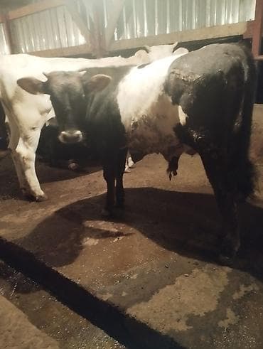 сары булун: Сатам | Бука (эркек) — 5