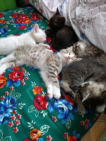 Кошки: Отдам котят в хорошие руки. Возраст 2 месяца, кушают и ходят в туалет — 9