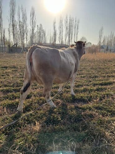 продам бу оборудование для птицефабрики: Продаю | Корова (самка), Бык (самец) | На откорм | Племенные — 11