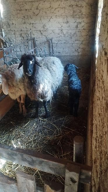 Ветеринар кызматы: Сатам | Ургаачы кой (ургаачы) | Аргын | Көбөйтүү үчүн | Ургаачы — 1