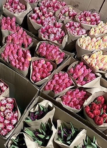 LED гирляндалар: Голландские тюльпаны по 100 сом 

60-90 см — 1