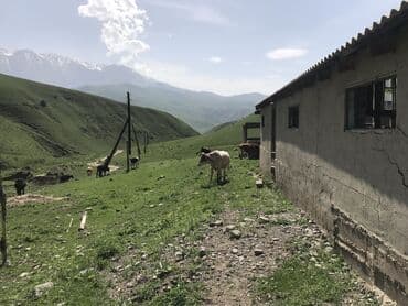 дом арча бешик ак орго: Сдаю в аренду кошару сарай Чуйский район Чуйская область село Шамши — 5