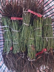 декоративные растения: Саженцы цветка: Розы, Платная доставка — 19