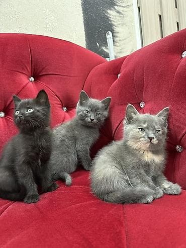 Беспородная, 2 месяца, Мальчик, Серый, Приучена к лотку