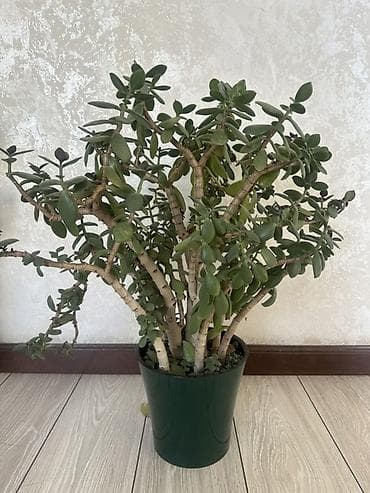 комнатное дерево: Комнатные растения в горшках: 1) Денежное дерево (Crassula ovata) - — 3