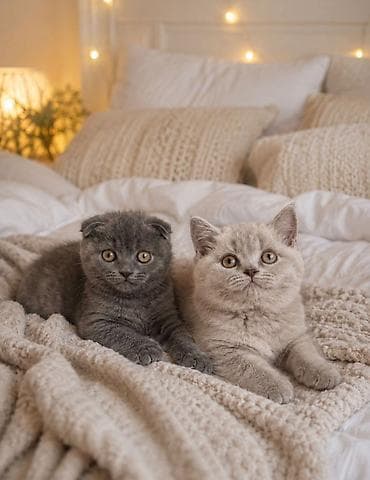 вислоухие котята фото: 🩶 Очаровательные шотландские котята, 2 месяца 🐾 Мальчик — вислоухий — 1