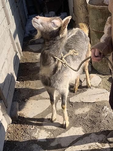 уй животных: Продаю | Козёл (самец) | Для разведения — 4