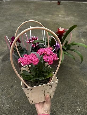 Пальмы: Комнатные цветы в подарочных кашпо-сумках — 3