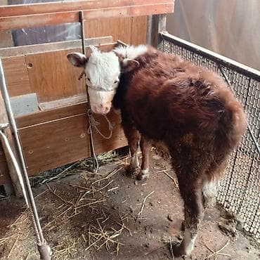 уй животных: Продаю | Тёлка | Герефорд | На откорм — 4
