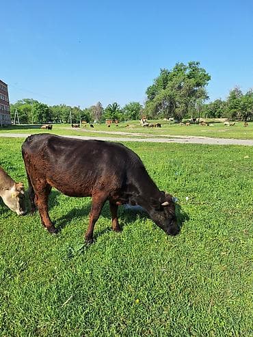 осеменение коров: Продаю | Корова (самка) | Для разведения | Стельные — 2
