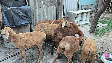 Үй жаныбарлары: Сатам | Козу | Союуга | Токту — 1