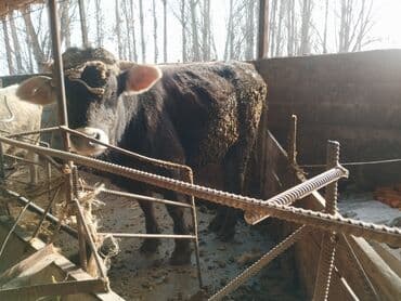 котята простые: Продаю | Бык (самец) | На откорм | Привязанные — 2