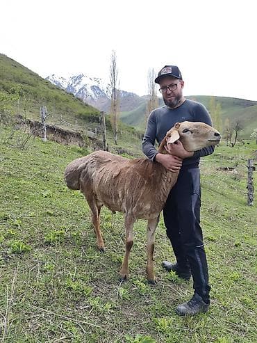 кичинекей мышык: Сатам | Кочкор (эркек) | Көбөйтүү үчүн | Асыл тукумдуу — 2