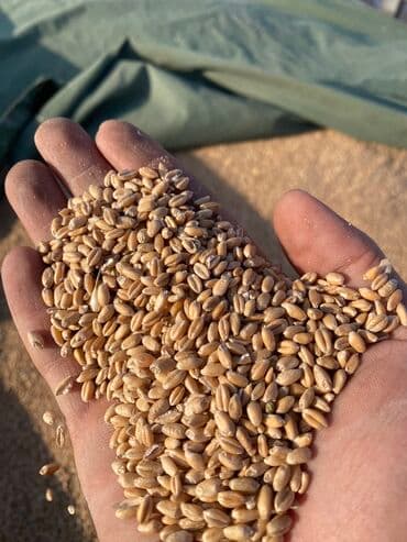Пшеница в мешках и россыпью 
+ доставка!
От 8 тонн и выше