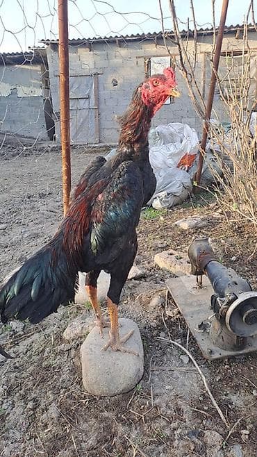 бойцовый: Продаю | Петух | Бойцовая | Для разведения — 4