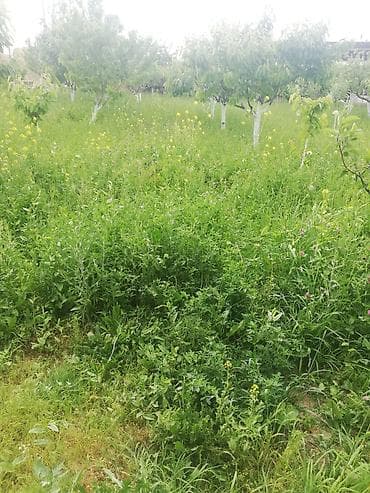 бишкек жер уй сатылат: 28 соток, Бизнес үчүн, Кызыл китеп, Техпаспорт, Сатып алуу-сатуу келишими — 2