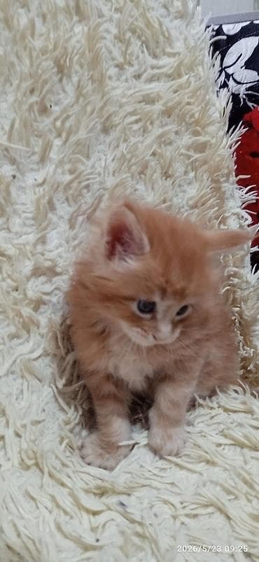 продажа собак бишкек: Мейн-кун, 1 месяц, Мальчик — 5