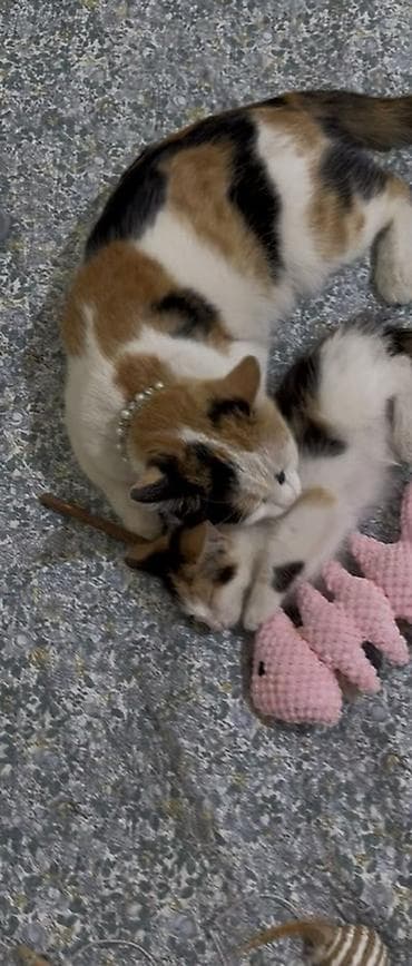 сова живая: 4 месяца, Девочка, Приучена к лотку — 4