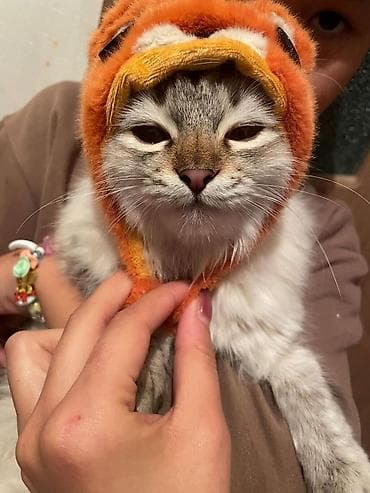 шпиц собака: Кошка даром: Беспородная, Девочка, Приучена к лотку — 5