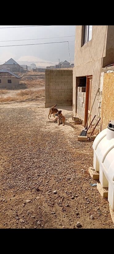 Вязка собак: Бельгийская овчарка, 2 месяца, Самец — 5