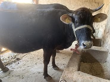 продаю кукуруза: Продаю | Корова (самка) — 5
