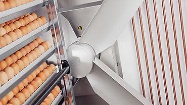 домашний петух: Продаю | Куры, Петух, Цыплята | На забой, Для разведения, Несушки — 5