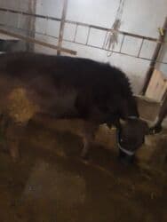 дома для кошек: Байланган кунажын — 3