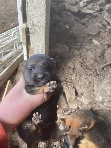 Ветеринар кызматы: Щенки немецкой овчарки 2самец 2 самки - Порода: немецкая овчарка — 3