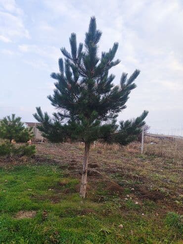 уголь каракече бешсары шабыркуль каражыра доставка бишкек купить фото: Саженцы деревьев: Сосны — 2