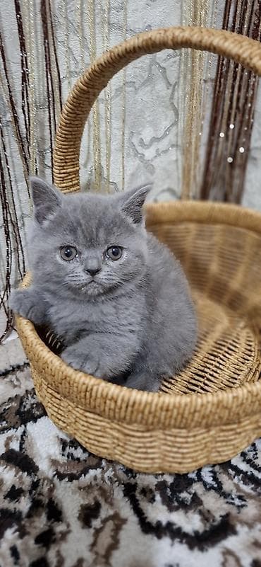 Продажа кошек: Шотландские котята (SCOTTISH):3 мальчика и 2 девочки, окрас-голубой — 5