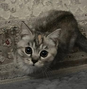 все для кошек: Скотиш Страйт (Шотландская прямоухая), 8 месяцев, Девочка, Приучена к лотку — 3