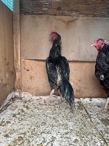 дакан шамо: Продаю | Петух | Бойцовая | Для разведения, Для боев — 5