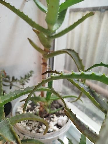 алоэ: Алоэ 3 х летка (вероятно, алоэ аристата/гибрид). - Комнатные — 5