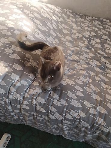 Находка и пропажа кошек: 8 месяцев, Мальчик, Приучена к лотку — 1