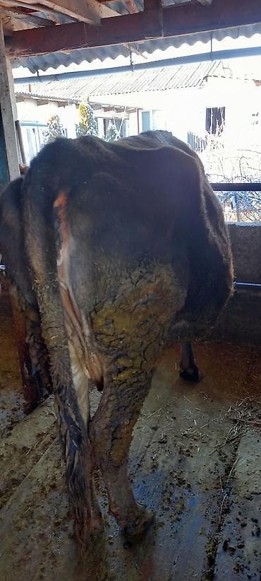 я ишу карову: Продаю | Корова (самка) | Для разведения | Привязанные — 4