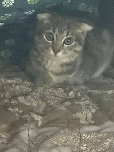 вислоухая кошка сколько стоит: Скотиш Фолд (Шотландская вислоухая), 10 месяцев, Мальчик, Серый, Приучена к лотку — 2